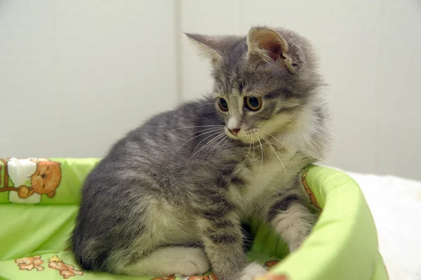 stock image Gray tabby kitten