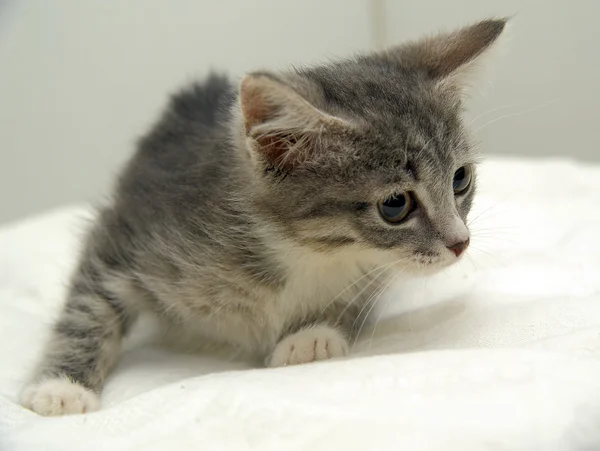 Gray tabby kitten — Stock Photo, Image