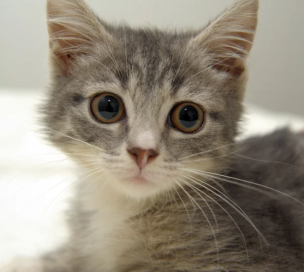 グレーのタビー子猫 — ストック写真