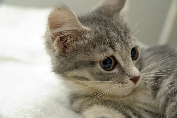 Grijs tabby kitten — Stockfoto