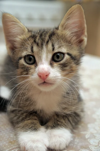 Tabby kitten — Stockfoto