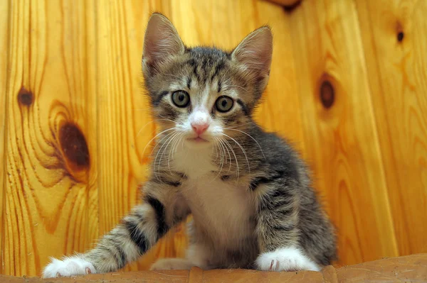 Tabby yavru kedi — Stok fotoğraf
