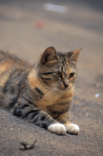 Gato callejero en la calle — Foto de Stock