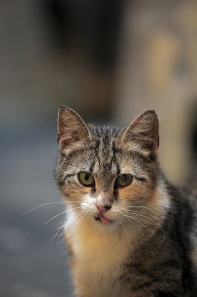 Αδέσποτη γάτα στο δρόμο — Φωτογραφία Αρχείου