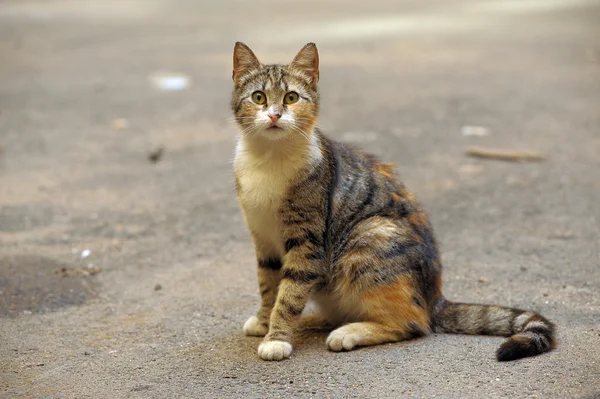 Бездомний кішка — стокове фото