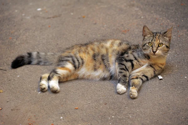 Gato estranho na rua — Fotografia de Stock