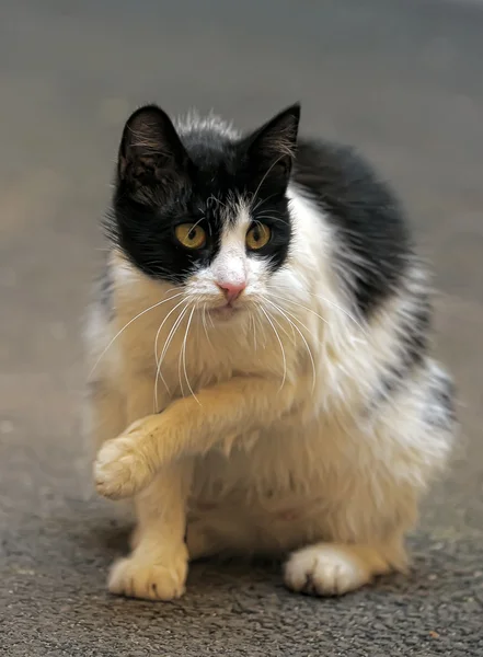 一条街的流浪猫 — 图库照片