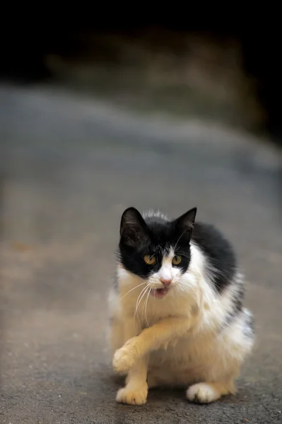 Бродячий кіт на вулиці — стокове фото