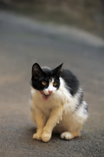 Бродячий кіт на вулиці — стокове фото