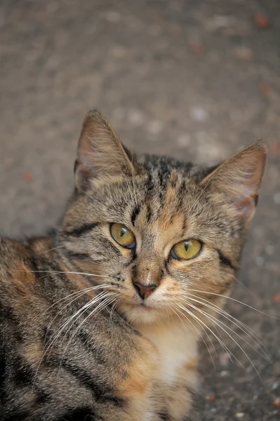 Страшная кошка на улице — стоковое фото