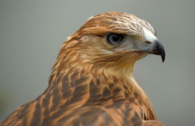 Portrait of a hawk clipart