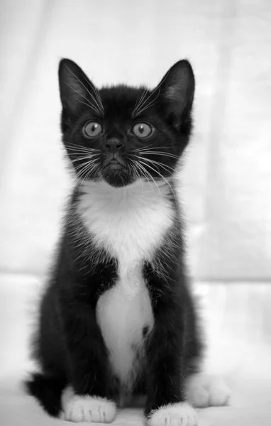 Gattino nero con seno bianco — Foto Stock