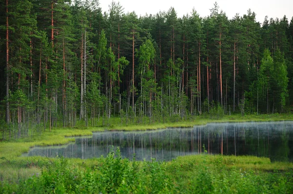 Лісове озеро — стокове фото