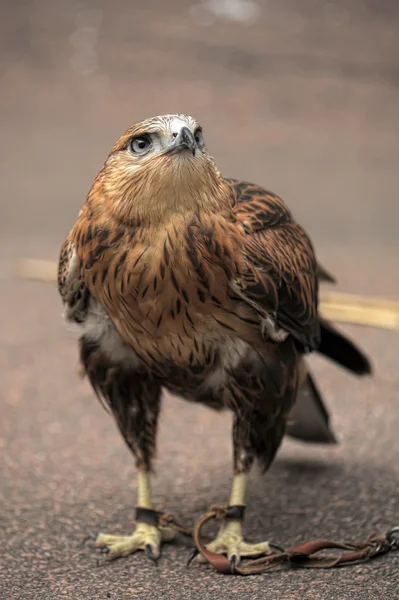 Porträt eines Falken — Stockfoto