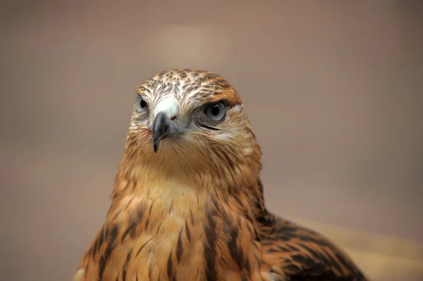 Porträt eines Falken — Stockfoto