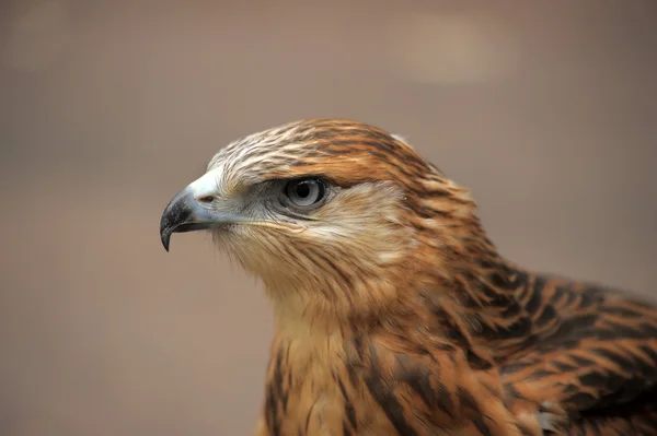 Portrait of a hawk — Stock Photo, Image