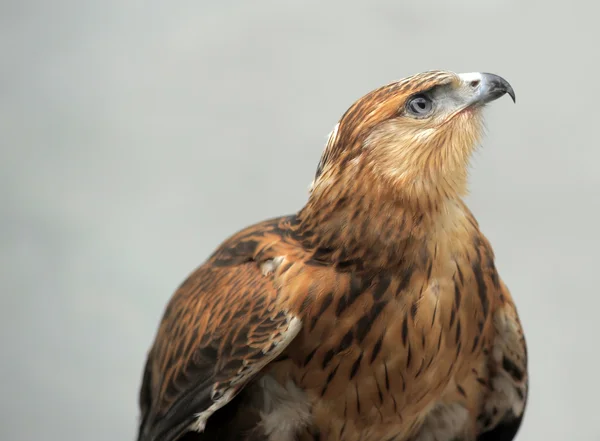 Retrato de un halcón —  Fotos de Stock