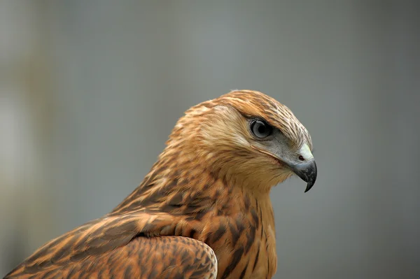 Portrait of a hawk — Stock Photo, Image