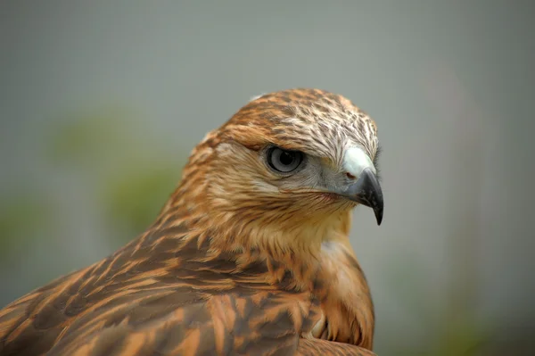 Portrait of a hawk — Stock Photo, Image