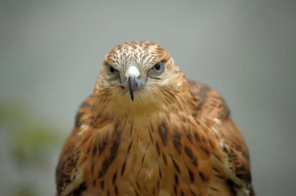 Portrait d'un faucon — Photo