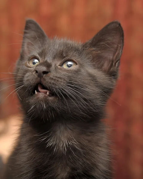 黒い子猫 — ストック写真