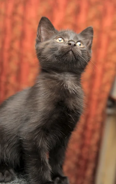 Чорний кошеня — стокове фото