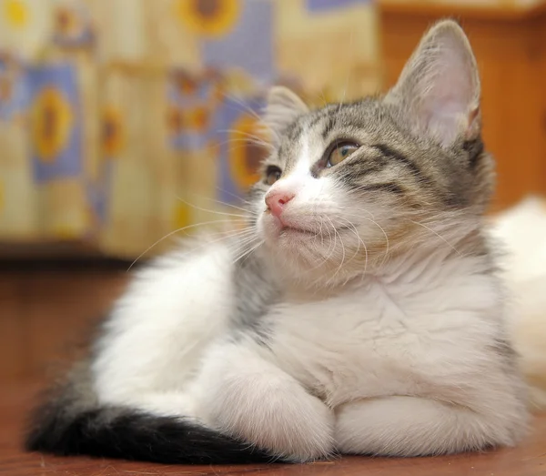 회색과 흰색 고양이파스타와 화이트에 재료 — 스톡 사진