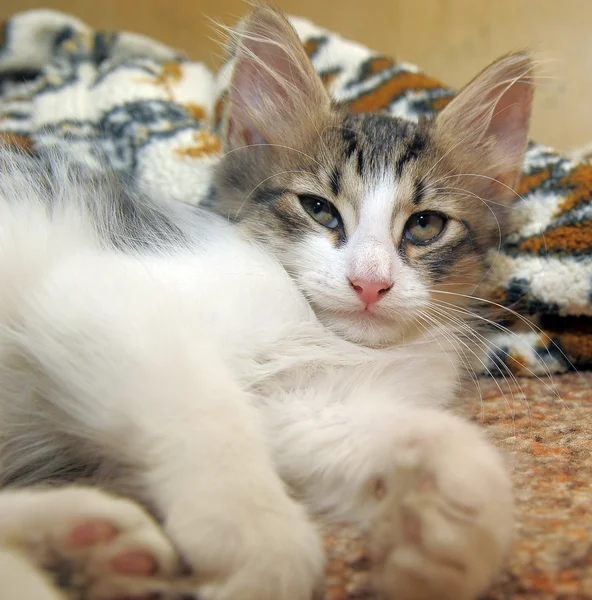 Gray and white kitten — Stock Photo, Image