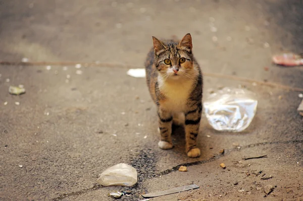Obdachlose Katze — Stockfoto