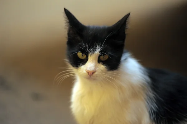 stock image HOMELESS CAT