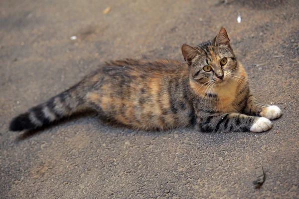 stock image HOMELESS CAT