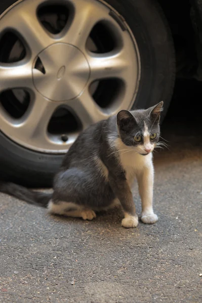 집 없는 고양이 — 스톡 사진