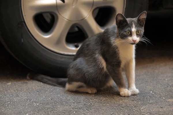 stock image HOMELESS CAT