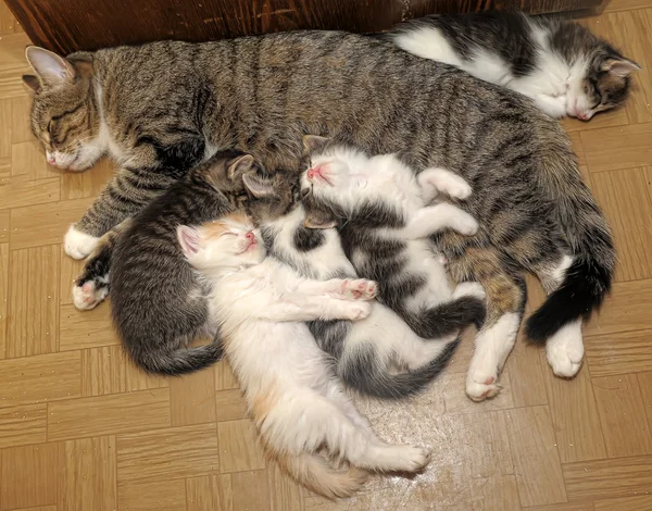 stock image Sleeping cat with kittens