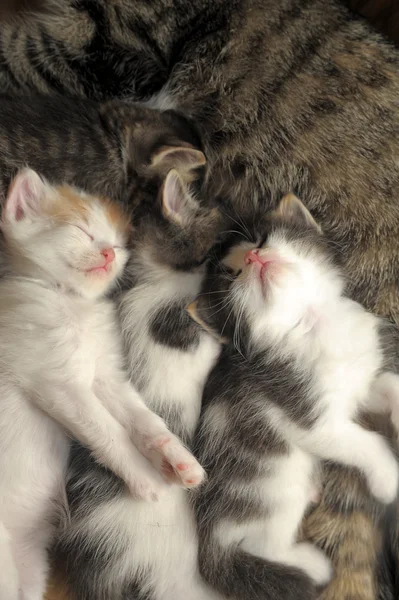 Gato dormido con gatitos — Foto de Stock