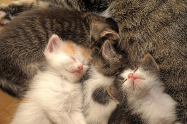 Спящая кошка с котятами — стоковое фото