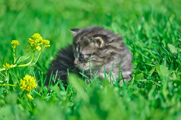 草丛中的小小猫 — 图库照片