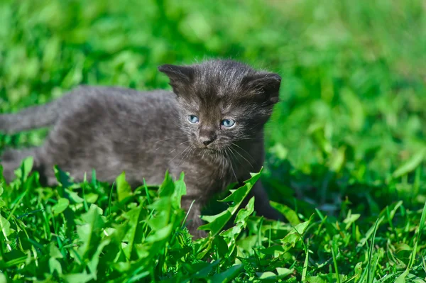 stock image Small kitten in the grass