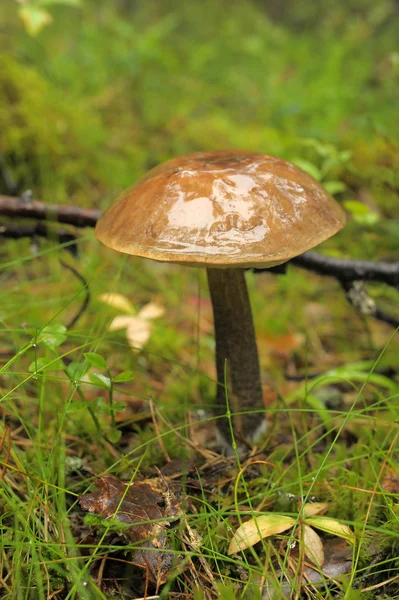 Large ripe Boletus mushroom — Stock Photo, Image