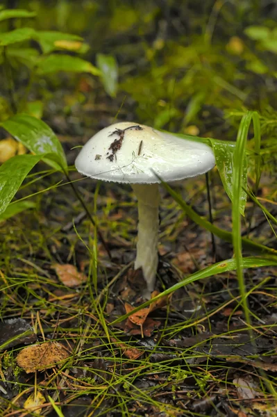Pale toadstool mushroom — Stock Photo, Image