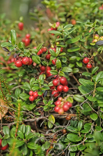 Cranberry merah segar — Stok Foto