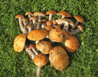 Lot of mushrooms clipart