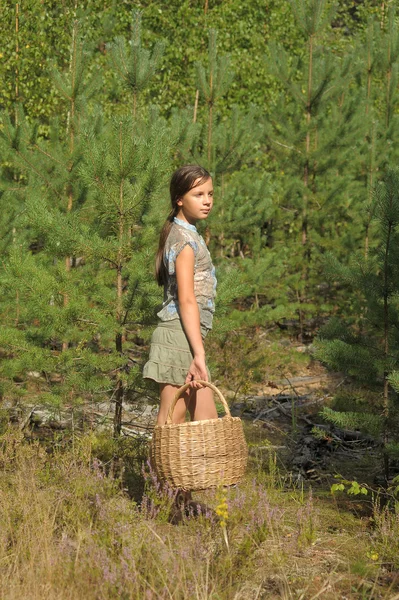 Tyttö korilla kerätä sieniä metsässä — kuvapankkivalokuva