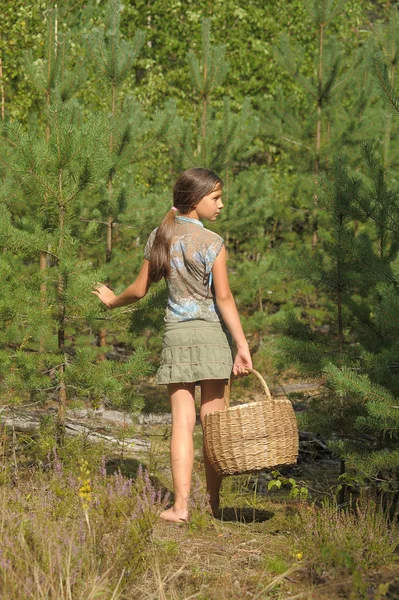 Dívka s košíkem sbírat houby v lese — Stock fotografie