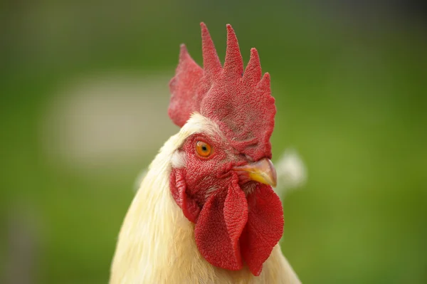 stock image White cock