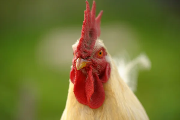 stock image White cock