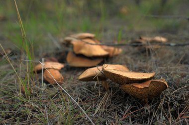 Mushrooms clipart