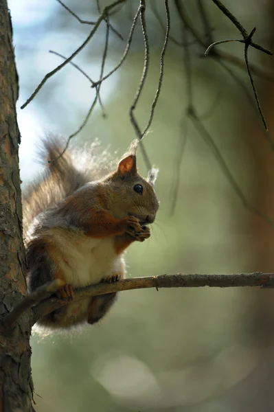 Brown squirrel on a tree — Stock Photo, Image