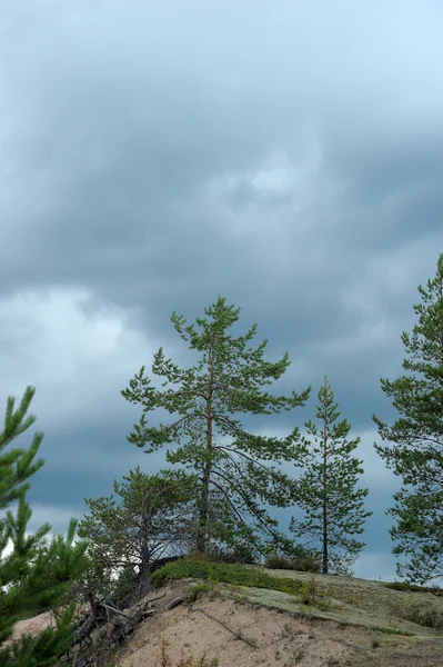 森の上の嵐の暗い空 — Stockfoto