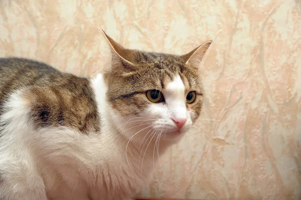 아름 다운 고양이 — 스톡 사진